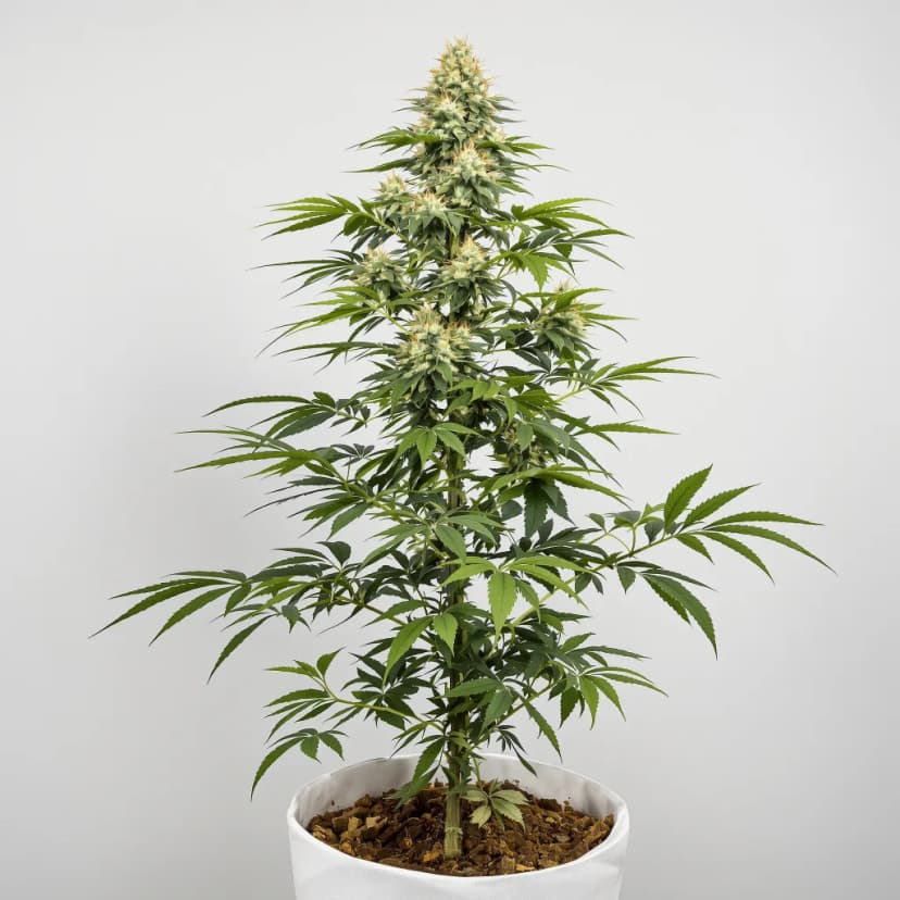 Cotton Candy Kush autoflower cannabis plant