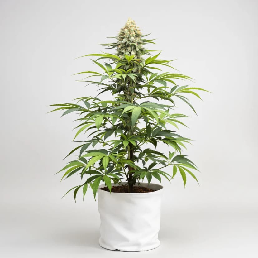 Cotton Candy Kush feminized cannabis plant