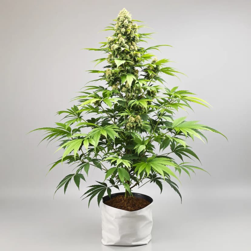 Couch Lock Mixpack feminized cannabis plant