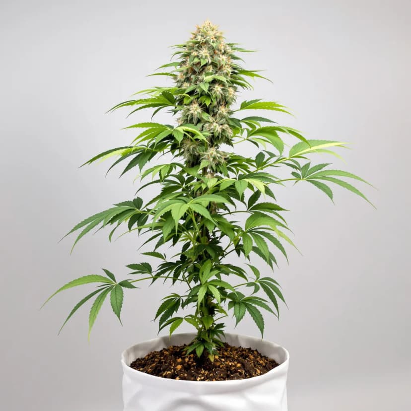 Couch Lock Pack feminized cannabis plant