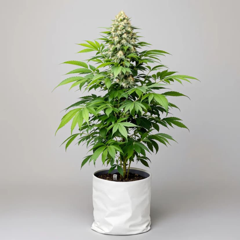 Cowboy Kush feminized cannabis plant