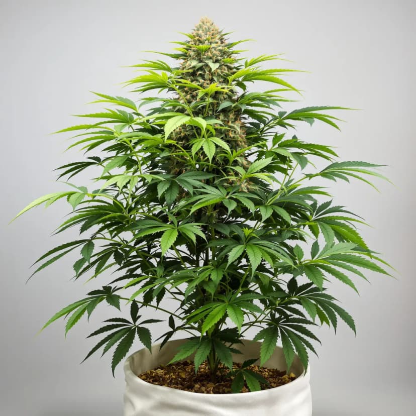 Cracker Jack feminized cannabis plant