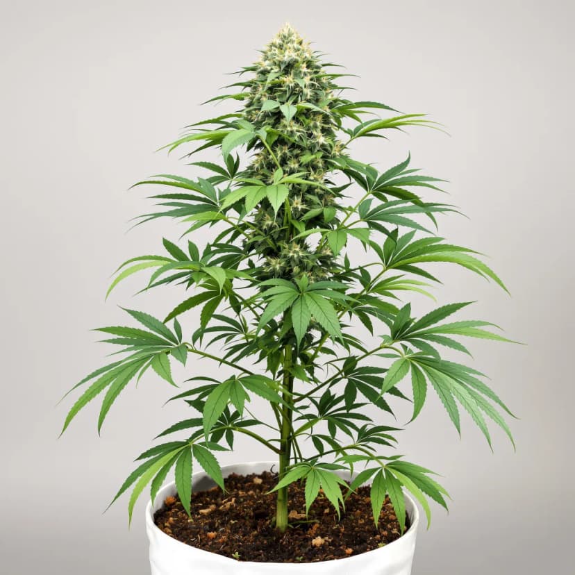 Cream autoflower cannabis plant