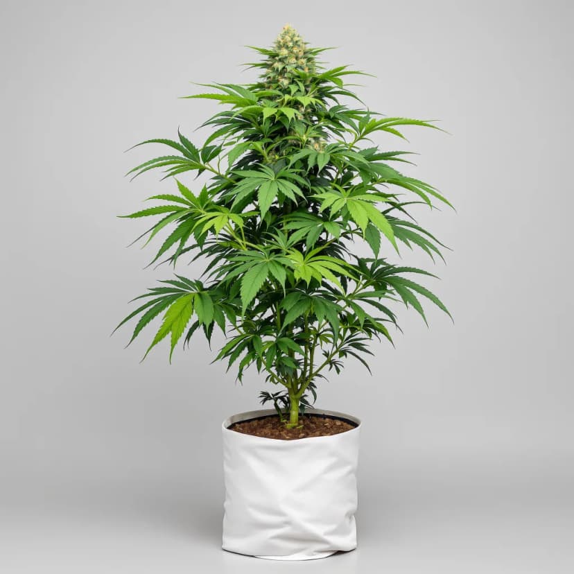 Cream Caramel autoflower cannabis plant