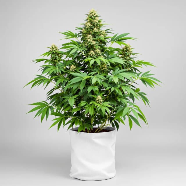 Cream feminized cannabis plant