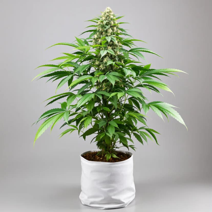 Critical Bilbo feminized cannabis plant