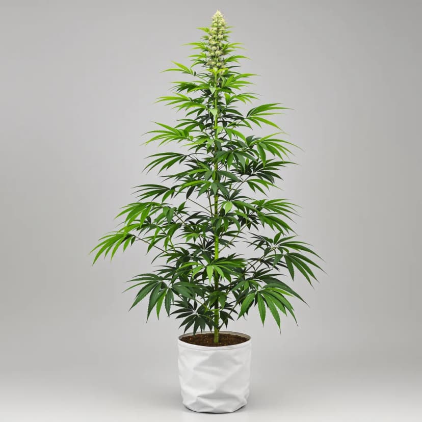 Critical Crack feminized cannabis plant