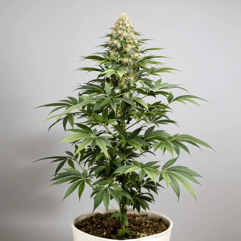 Critical Fast Bud autoflower cannabis plant