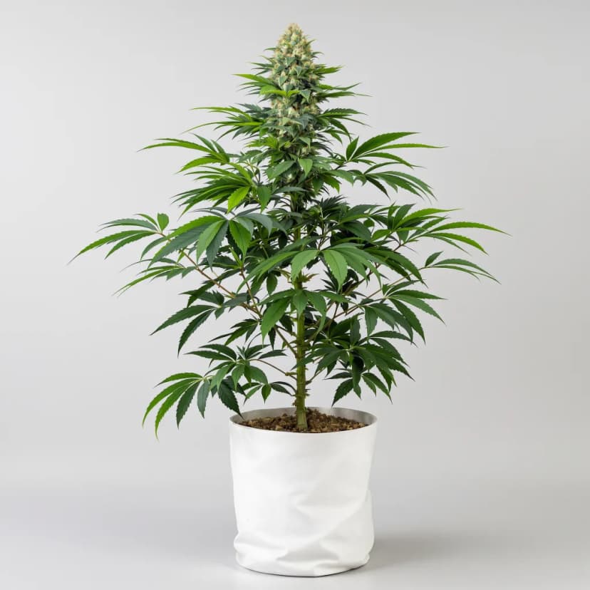 Critical Glue autoflower cannabis plant