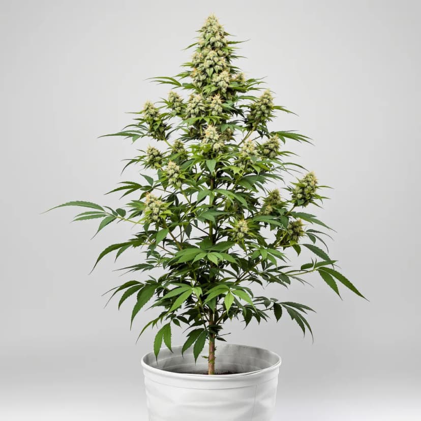 Critical Jack autoflower cannabis plant