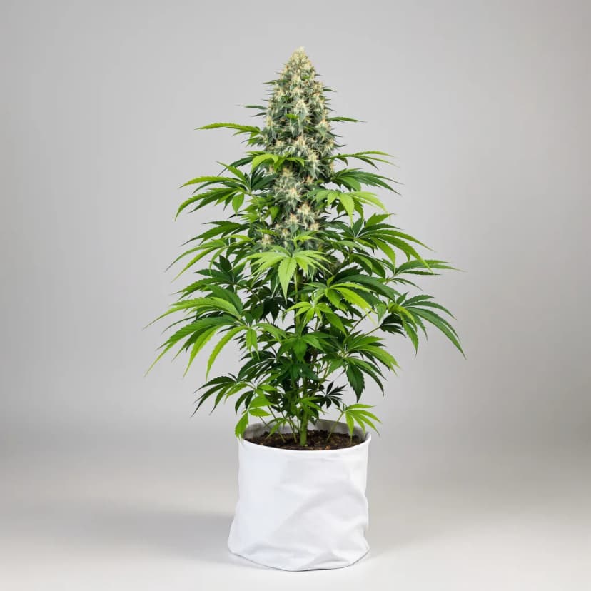 Critical Kush feminized cannabis plant