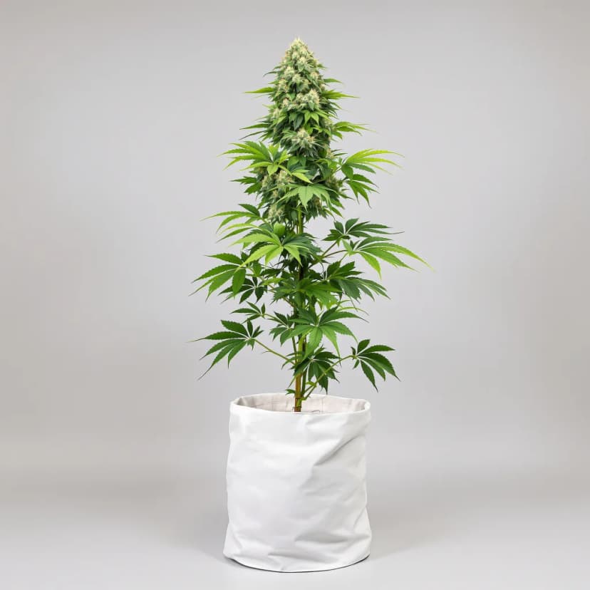 Critical Plus feminized cannabis plant