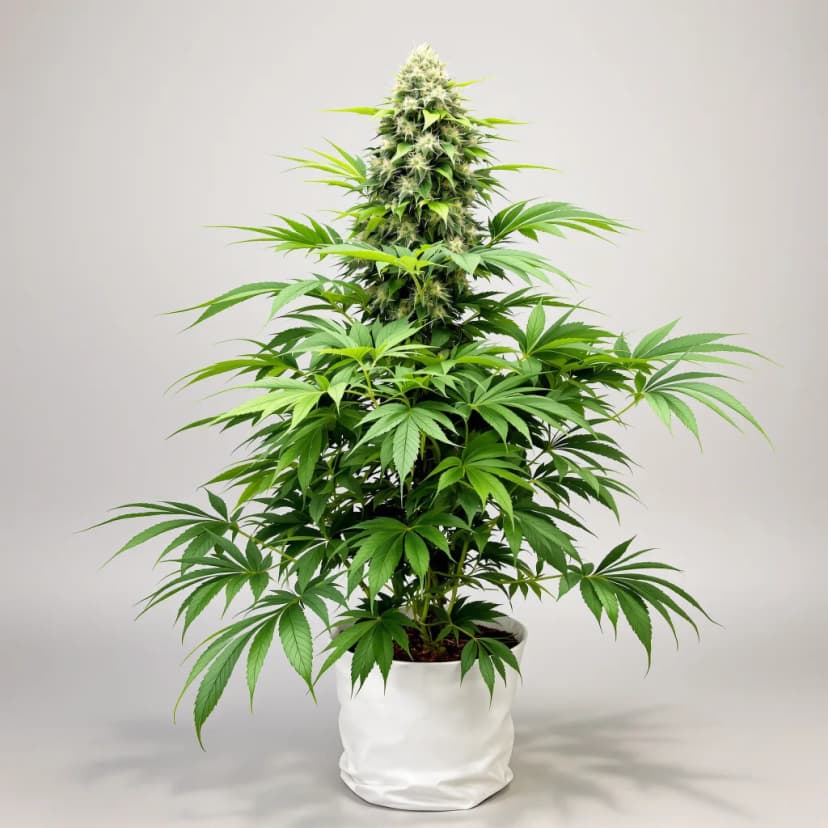 Critical Purple autoflower cannabis plant