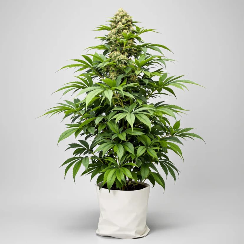 Critical Sensi Star feminized cannabis plant
