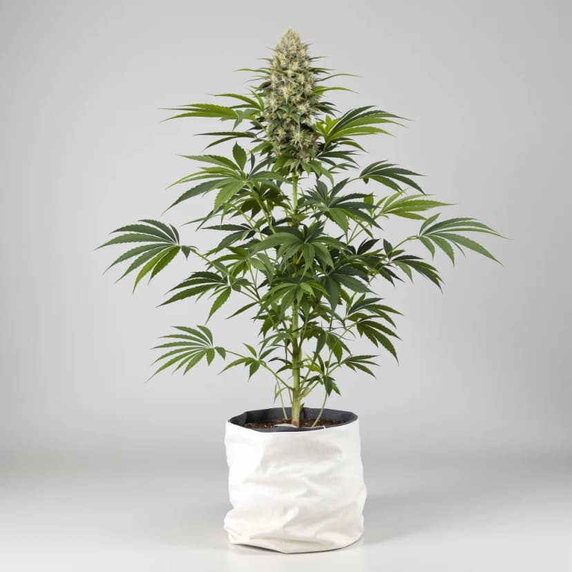 Crosswalker feminized cannabis plant