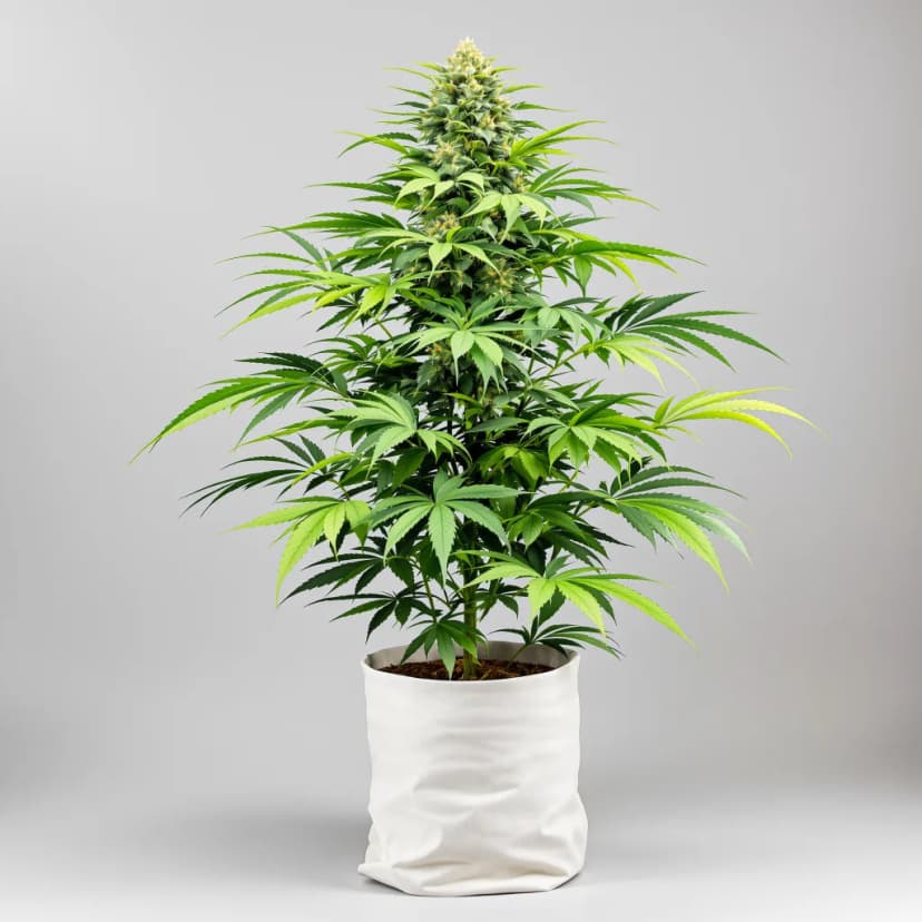 Crouching Tiger Hidden Alien autoflower cannabis plant