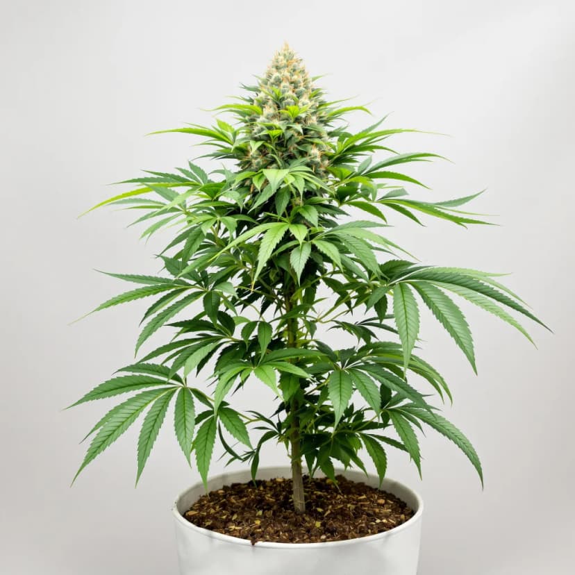 Crown OG autoflower cannabis plant