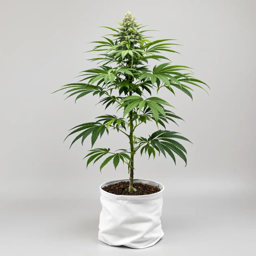 Crown Royale autoflower cannabis plant