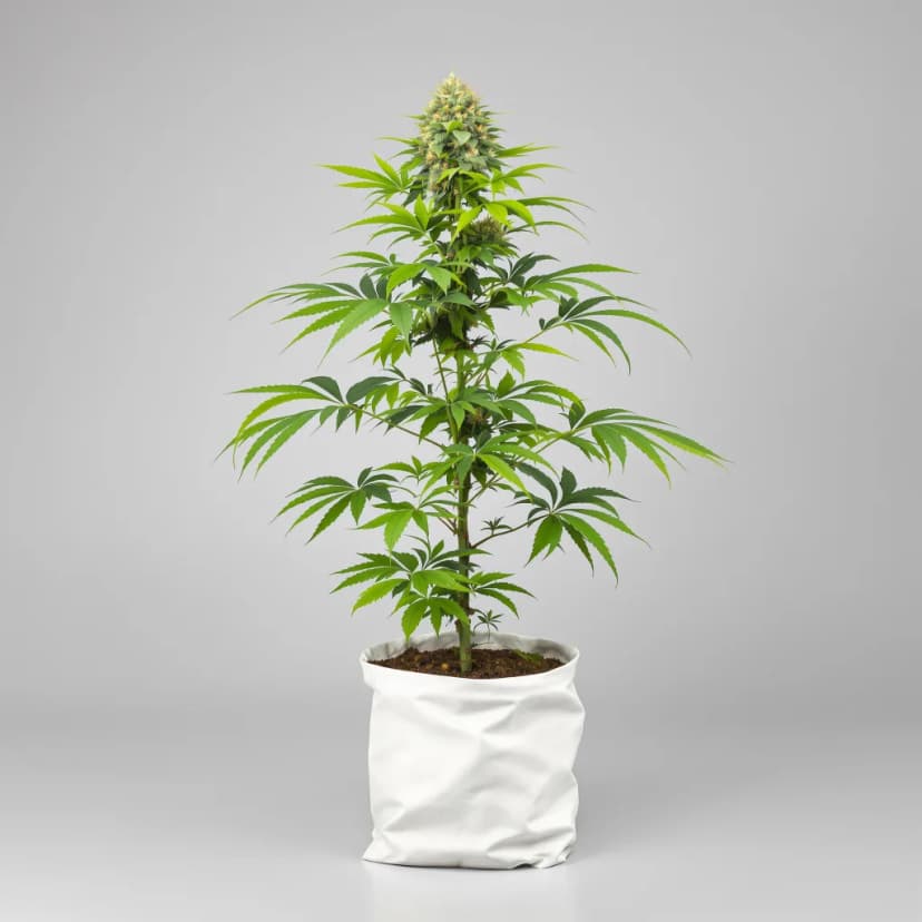 Crystal feminized cannabis plant