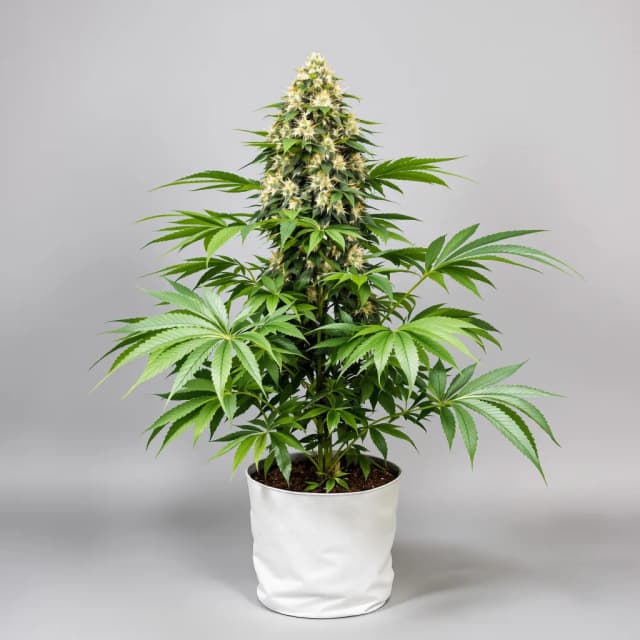 Cuvee feminized cannabis plant