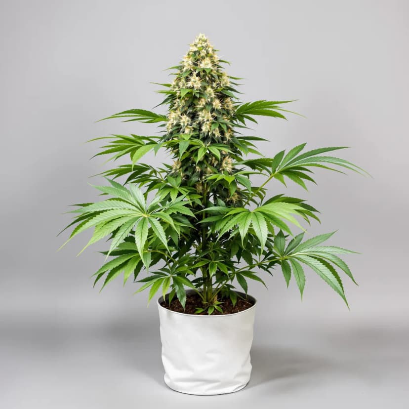 Cuvee feminized cannabis plant