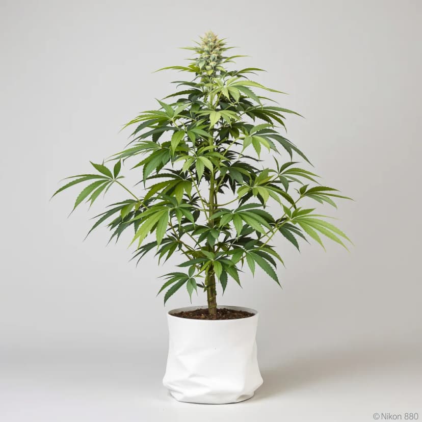 Dairy Queen autoflower cannabis plant