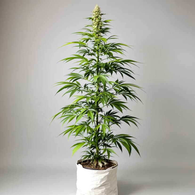 Damnesia autoflower cannabis plant