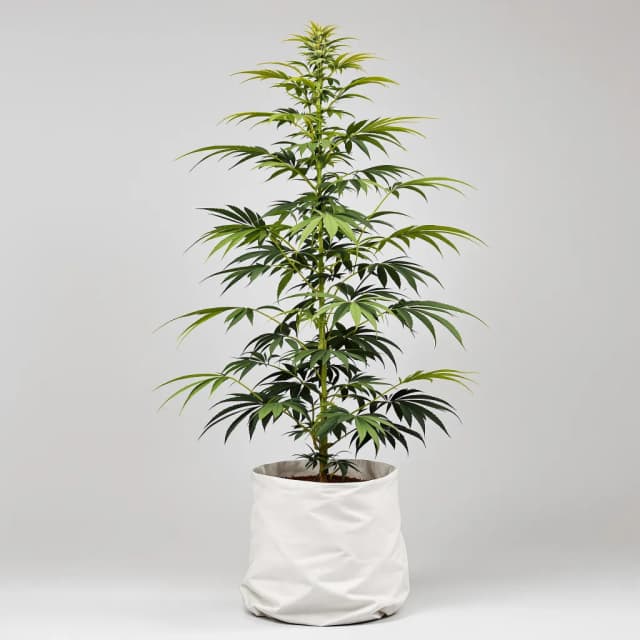 Damnesia feminized cannabis plant