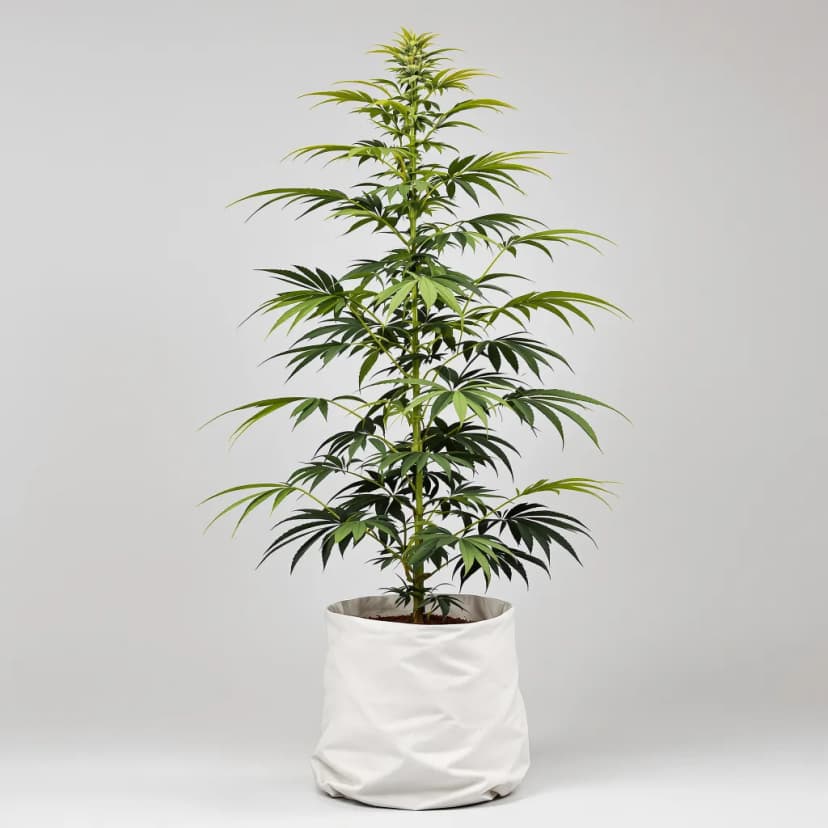 Damnesia feminized cannabis plant