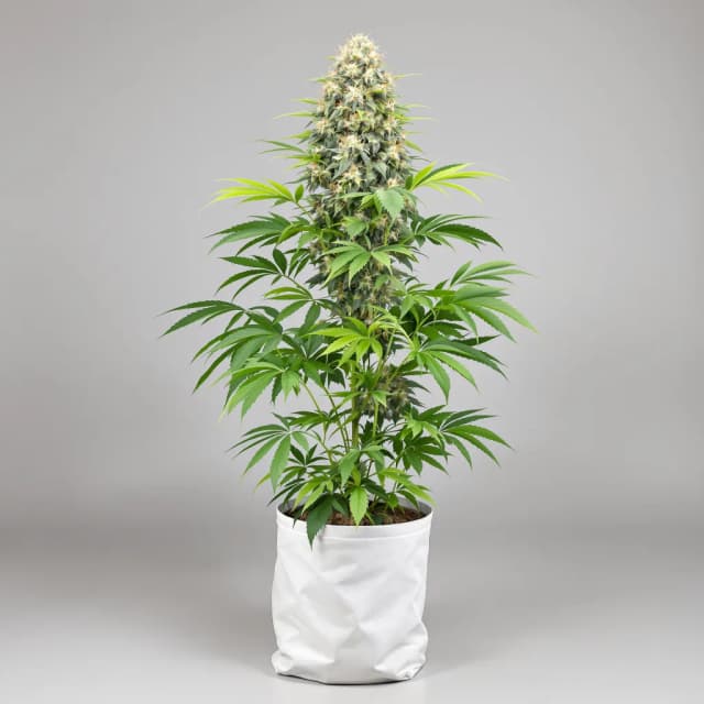 Dance World CBD feminized cannabis plant