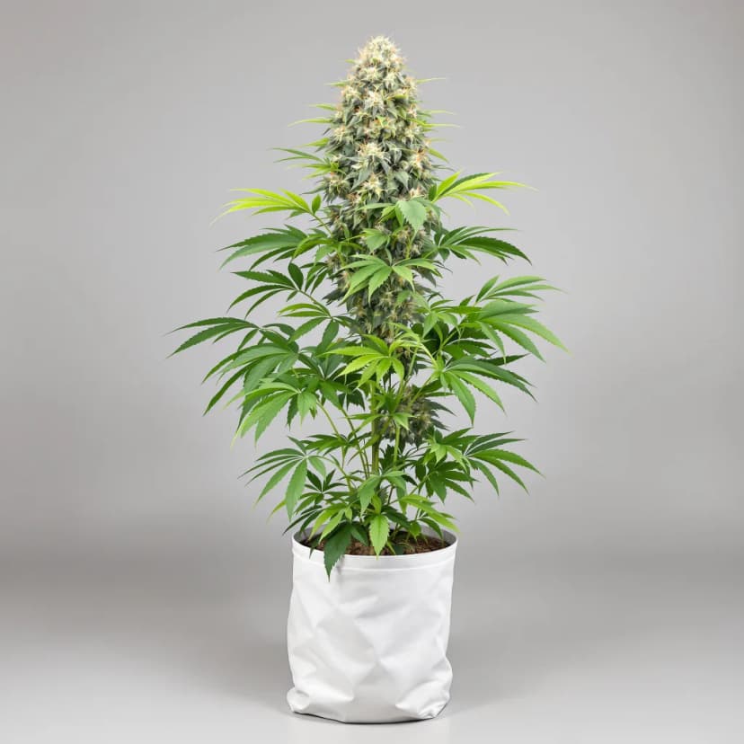 Dance World CBD feminized cannabis plant