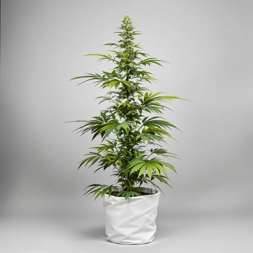 Dance World feminized cannabis plant