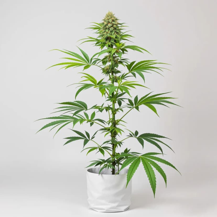 Dancehall CBD feminized cannabis plant