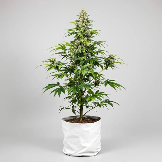 Dank Sinatra cannabis seeds packaging, Royal King Seeds USA