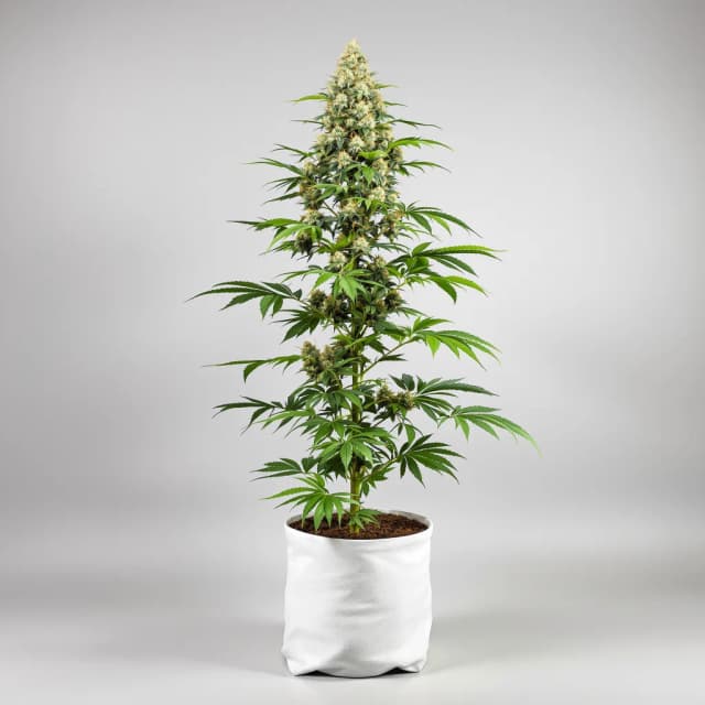 Dank Sinatra feminized cannabis plant