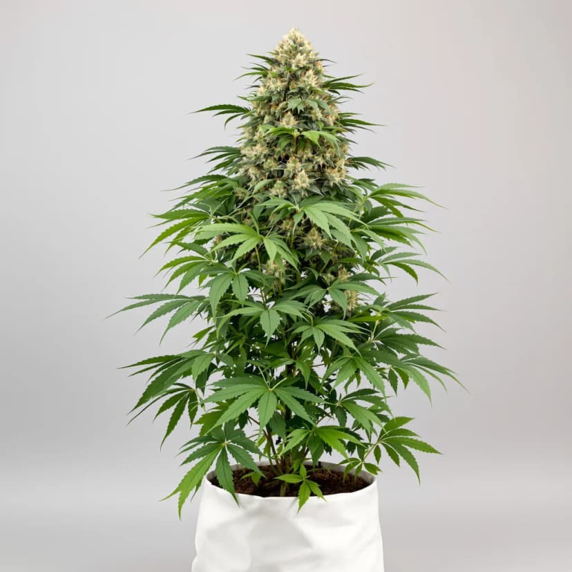 Danky Doodle feminized cannabis plant