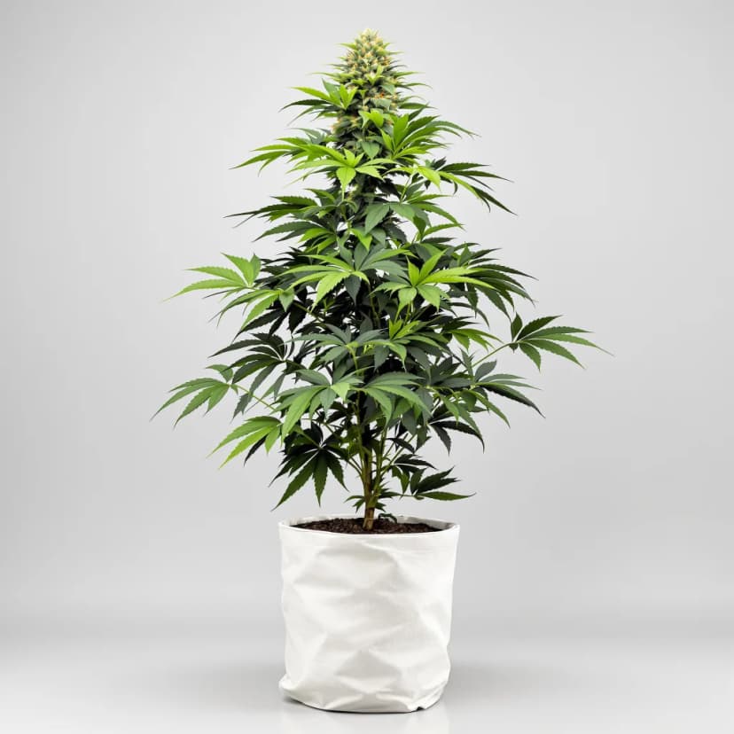 Dark Side of the Moon autoflower cannabis plant