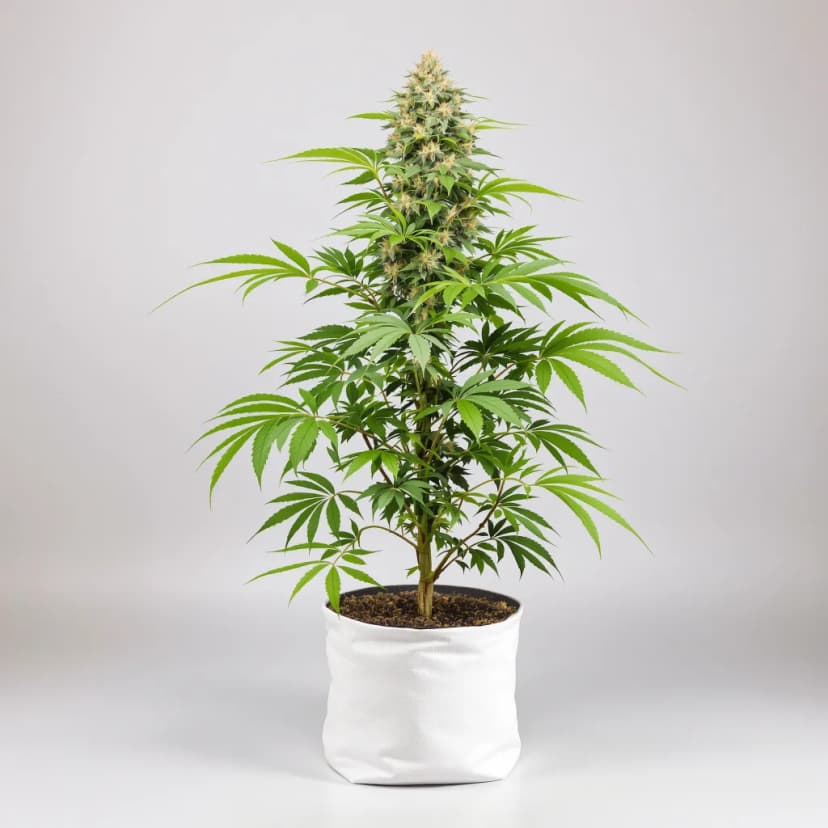 Darth Vader feminized cannabis plant