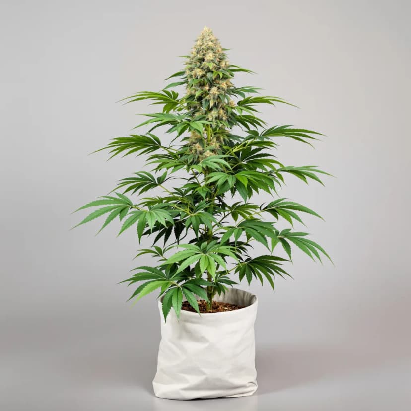 Dawgfather OG autoflower cannabis plant