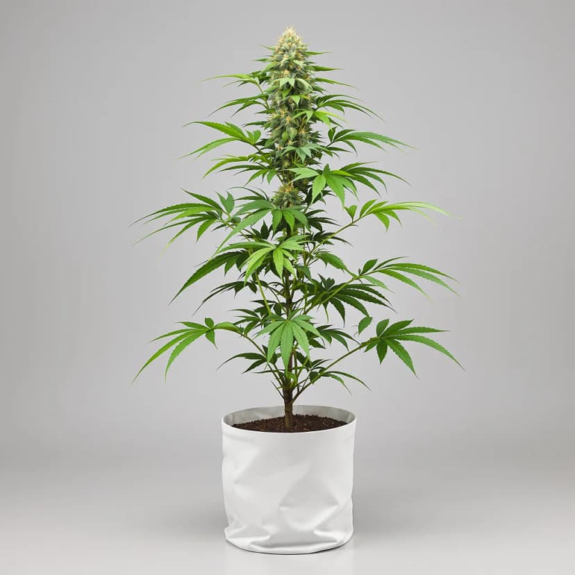 Dawgfather OG feminized cannabis plant