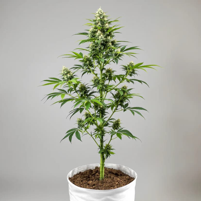 Deadhead OG feminized cannabis plant