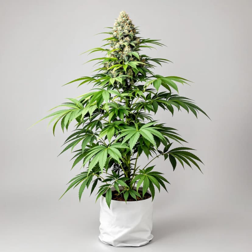 Deadwood autoflower cannabis plant