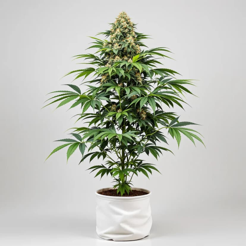 Deadwood feminized cannabis plant
