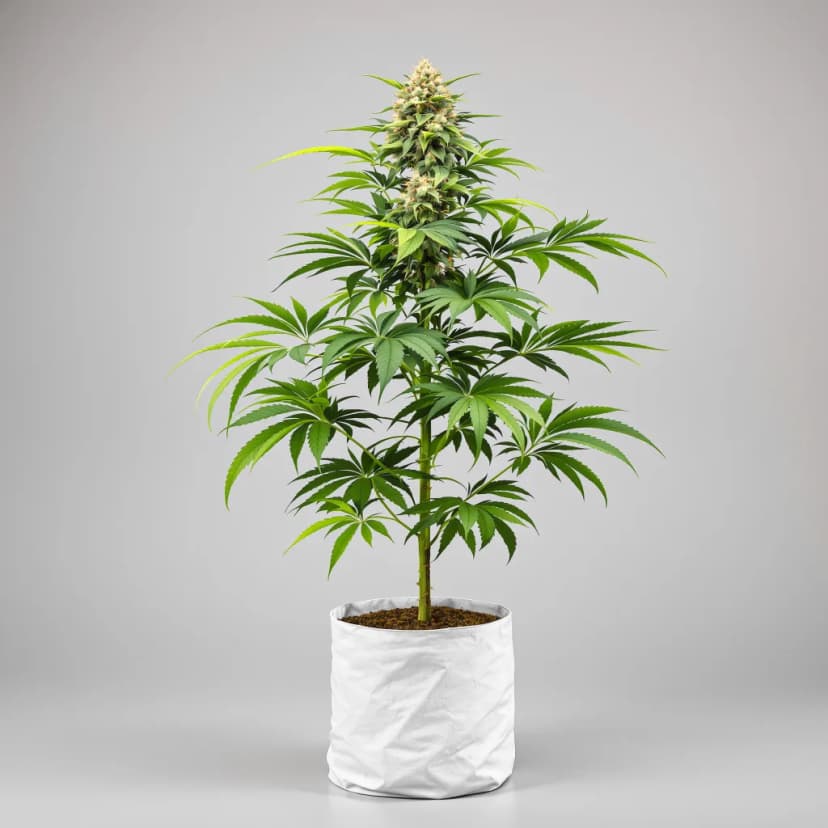 Death Bubba feminized cannabis plant
