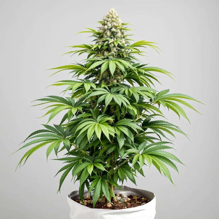 Death Star autoflower cannabis plant