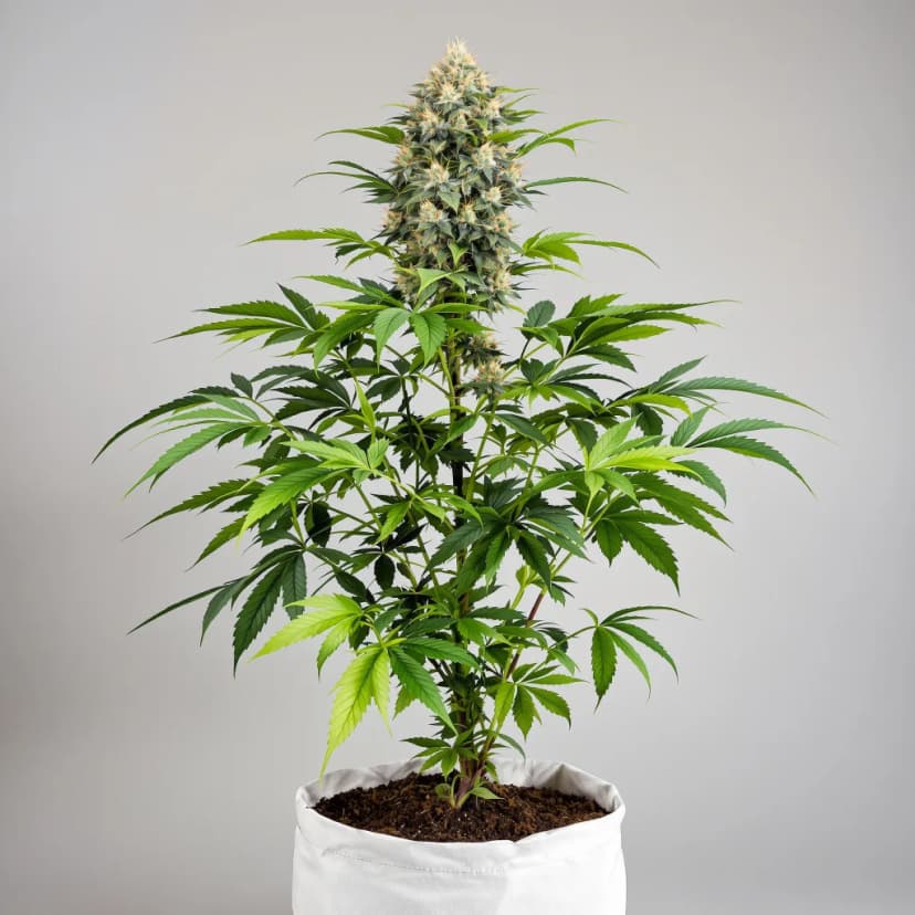 Death Star feminized cannabis plant