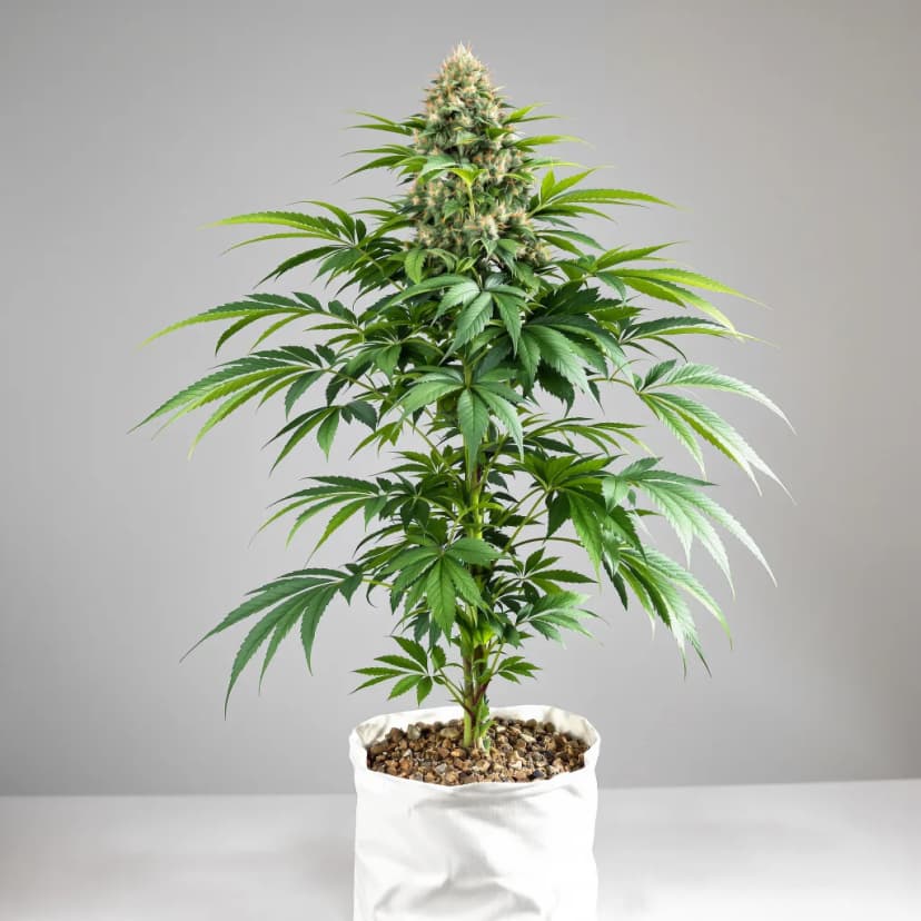 Deep Purple autoflower cannabis plant