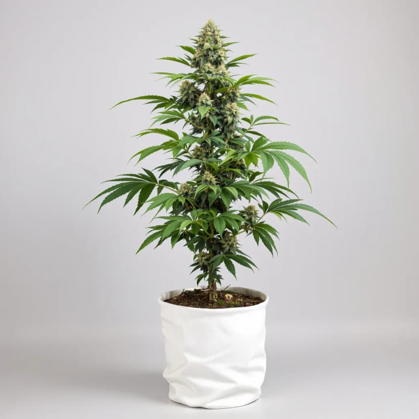 Deep Purple feminized cannabis plant