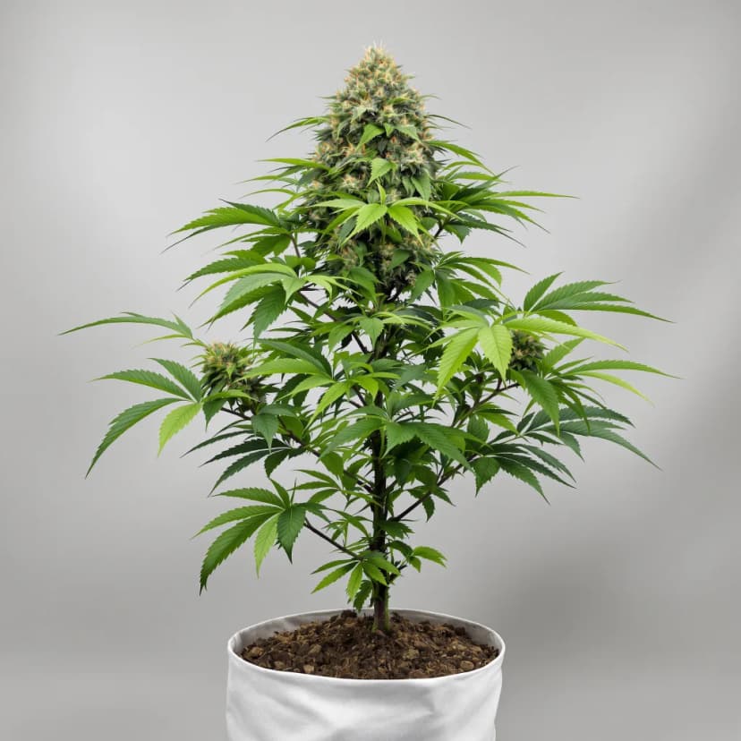 Denver Maple feminized cannabis plant