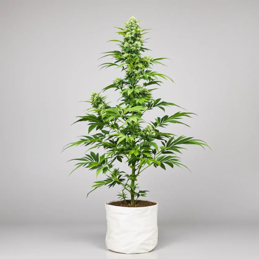 Diamond Valley Kush feminized cannabis plant